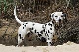 DALMATIEN 319